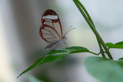 Glasvleugel vlinder - Glasswing butterfly