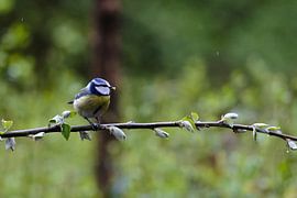Blaumeise auf einem Ast von Boudewijn Vermeulen