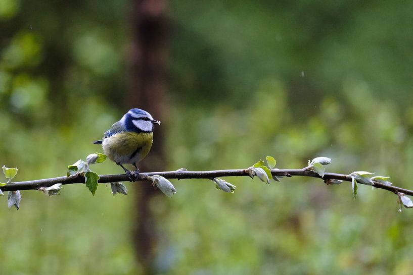 Mésange bleue sur une branche par Boudewijn Vermeulen