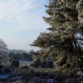 Winter (Drouwen, Drenthe, the Netherlands) van Guido Veenstra