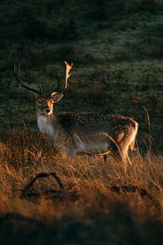 Majestueus Hert in het Avondlicht