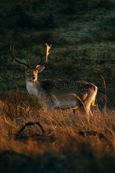 Majestueus Hert in het Avondlicht van Dave Adriaanse - Photography