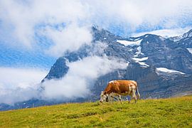 milker cow at Kleine Scheidegg meadow, against Eiger north face by SusaZoom