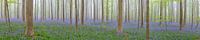 Panoramablick in den Hallerbos Bluebell Wald von Sjoerd van der Wal Fotografie Miniaturansicht