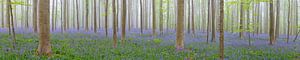 Panoramablick in den Hallerbos Bluebell Wald