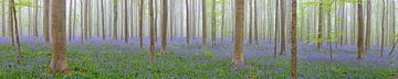 Panoramablick in den Hallerbos Bluebell Wald von Sjoerd van der Wal Fotografie