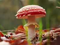 Rot mit weißen Tupfen