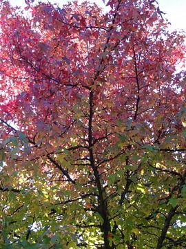 Décoloration des feuilles d'automne