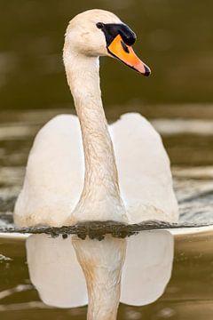 Knobbelzwaan (Cygnus olor) van Dirk Rüter