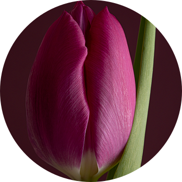 Een roze tulp van Marjolijn van den Berg