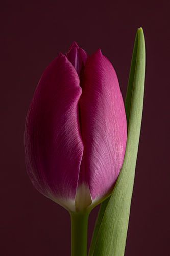 Een roze tulp