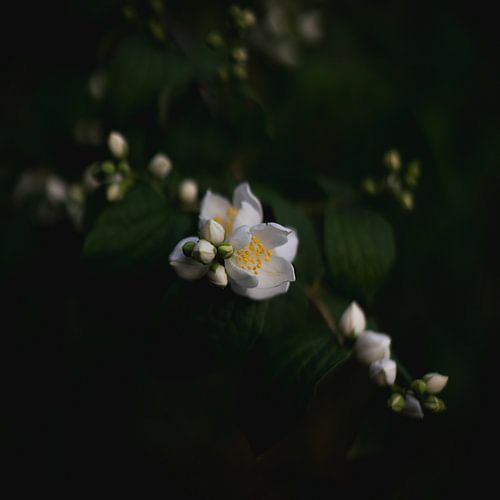 Jasmin en fleur dans la pénombre sur Niels Eric Fotografie