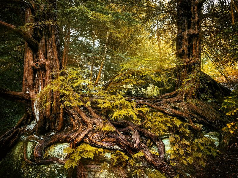 Yew trees van Lars van de Goor