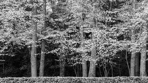 Bomen achter een heg