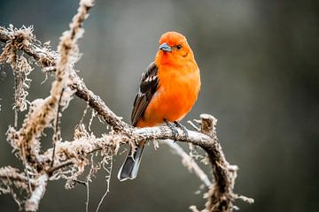 Vogel Vurig Oranje op Mosrijke Tak in Zacht Licht van Femke Ketelaar