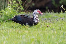 Moschusente von Merijn Loch