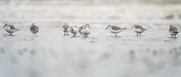 Kleine strandlopers foerageren langs de waterlijn van Rik Verslype