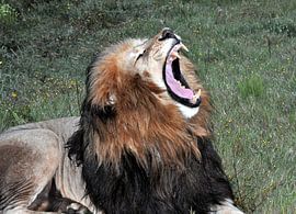 Brullende leeuw von Peter Mooij