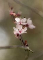 Spring Blossom
