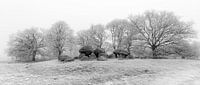 Dolmen bed D15