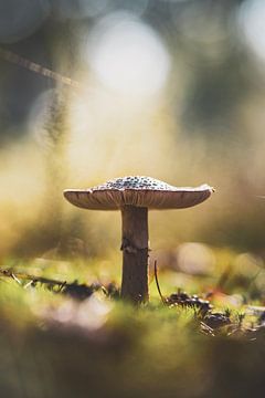 Paddenstoel in de herfst van S van Wezep