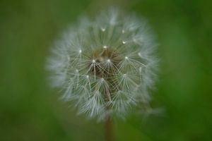 Kleiner Löwenzahn Puffball Kopf auf Grün II
