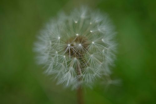 Petite tête de pissenlit sur vert II