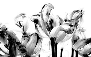 Tulips in black & white sur Iris van Loon