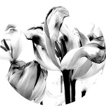 Tulpen in zwart/wit van Iris van Loon
