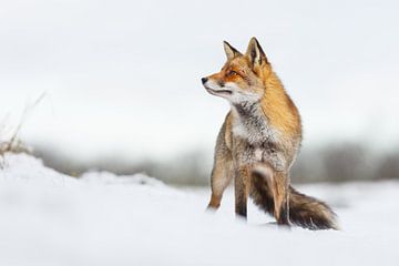 Beauty in the snow von Pim Leijen