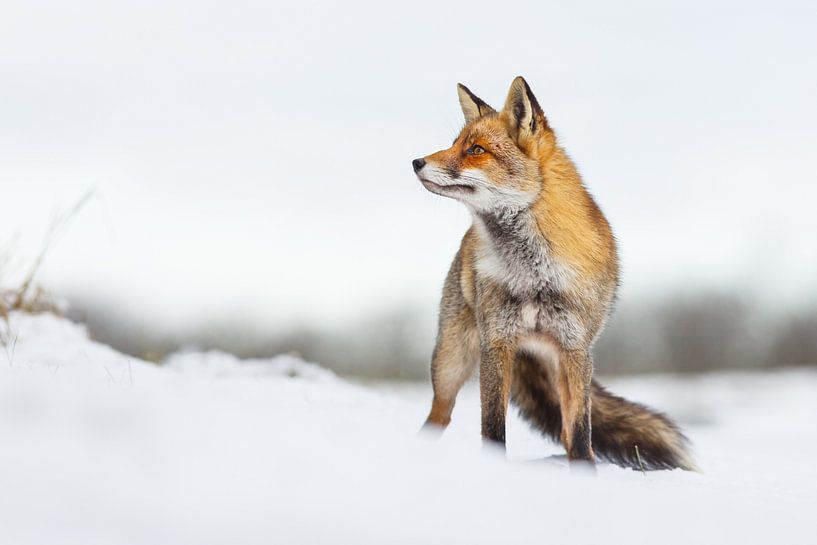 Beauty in the snow van Pim Leijen