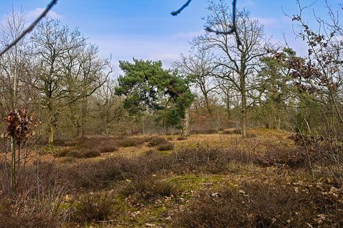 Boschhuizerbergen Venray: Rust in Stuifzand