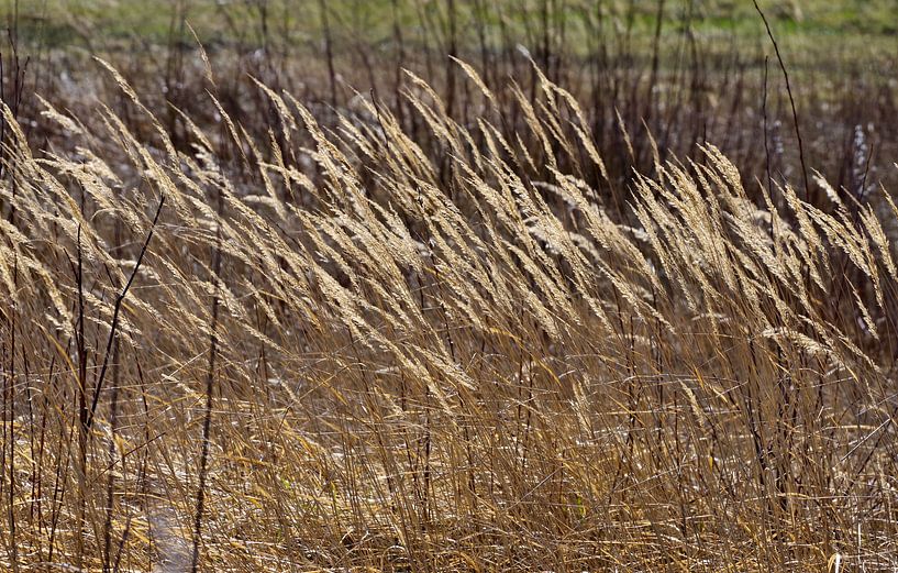 Gras von Daniel Dorst