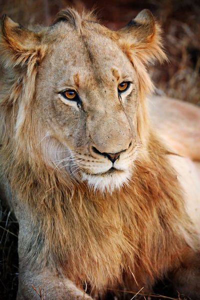 Junges Löwenmännchen, Südafrika van W. Woyke