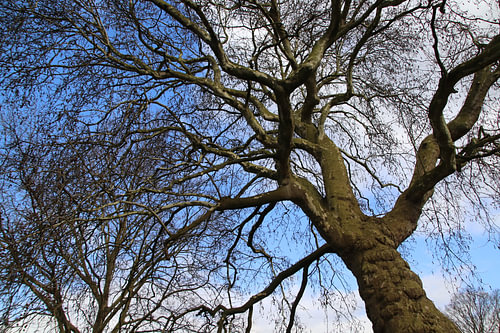 Old tree in clouds