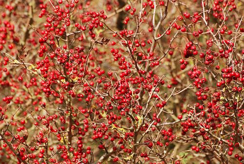 Bessen Eenstijlige meidoorn (Crataegus monogyna)