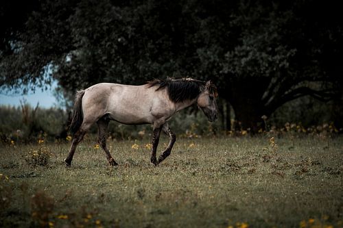 Paard in Schaduwwandeling Rustige Beweging door het Veld