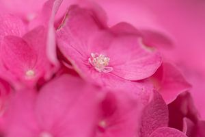 rosa Hortensie