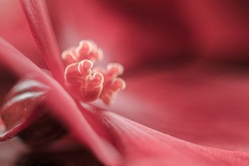 Roze bloem | Begonia | close-up van Marianne Twijnstra