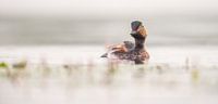 Black-necked grebe