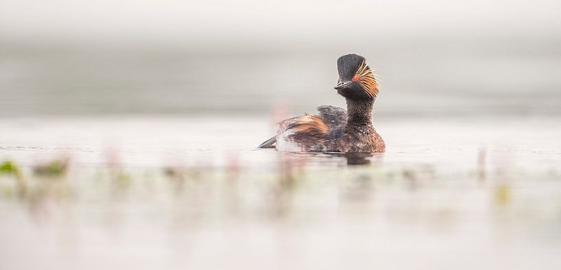 Grèbe à cou noir par Erik Veldkamp