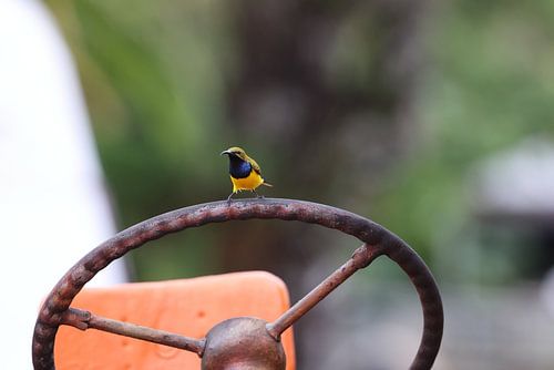 tuinzonnevogel (Cinnyris jugularis) Queensland, Australië