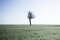 Baum auf der Wiese