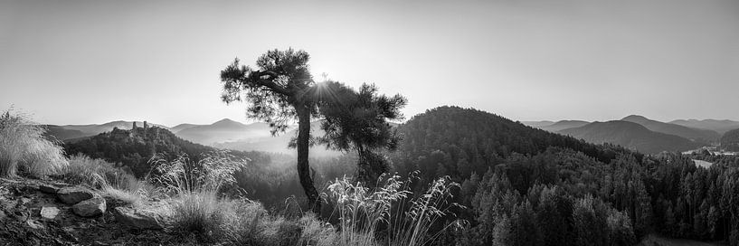 Pfälzer Wald schwarz-weiß von Manfred Voss, Schwarz-weiss Fotografie