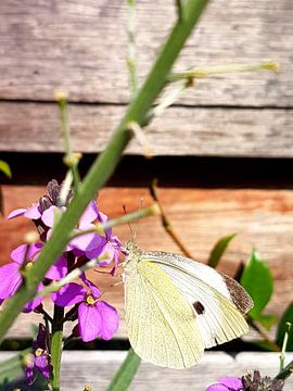 vlinder van Joelle van Buren
