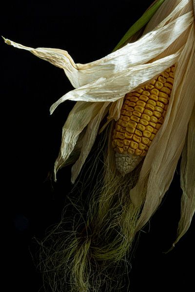 Corn on the cob by Seren Fotografie