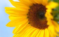 Sonnenblume von Markus Jerko Miniaturansicht