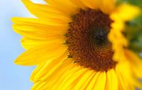 Zonnebloem
