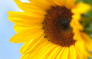 Sonnenblume