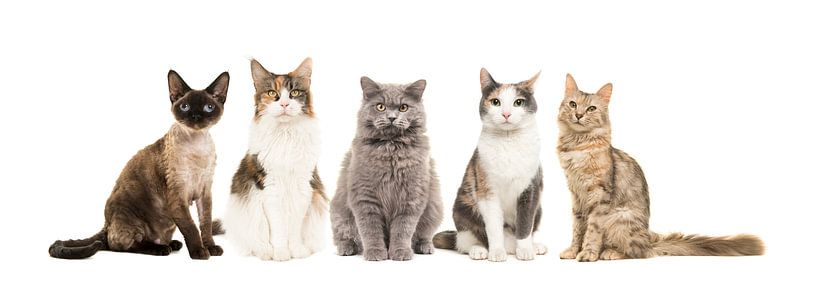 Katzen von Elles Rijsdijk